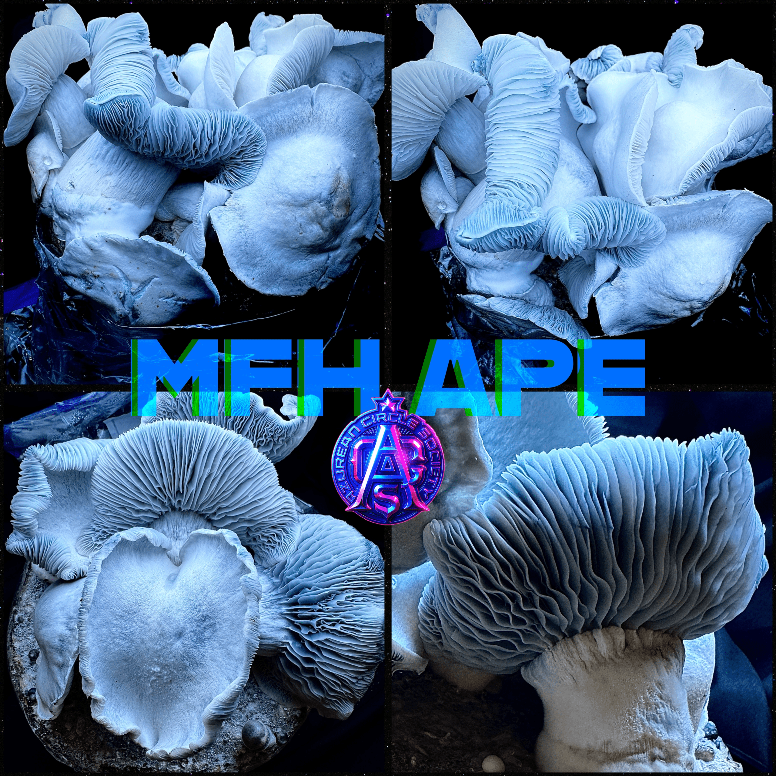 MFH APE - Colonised Plate 90mm