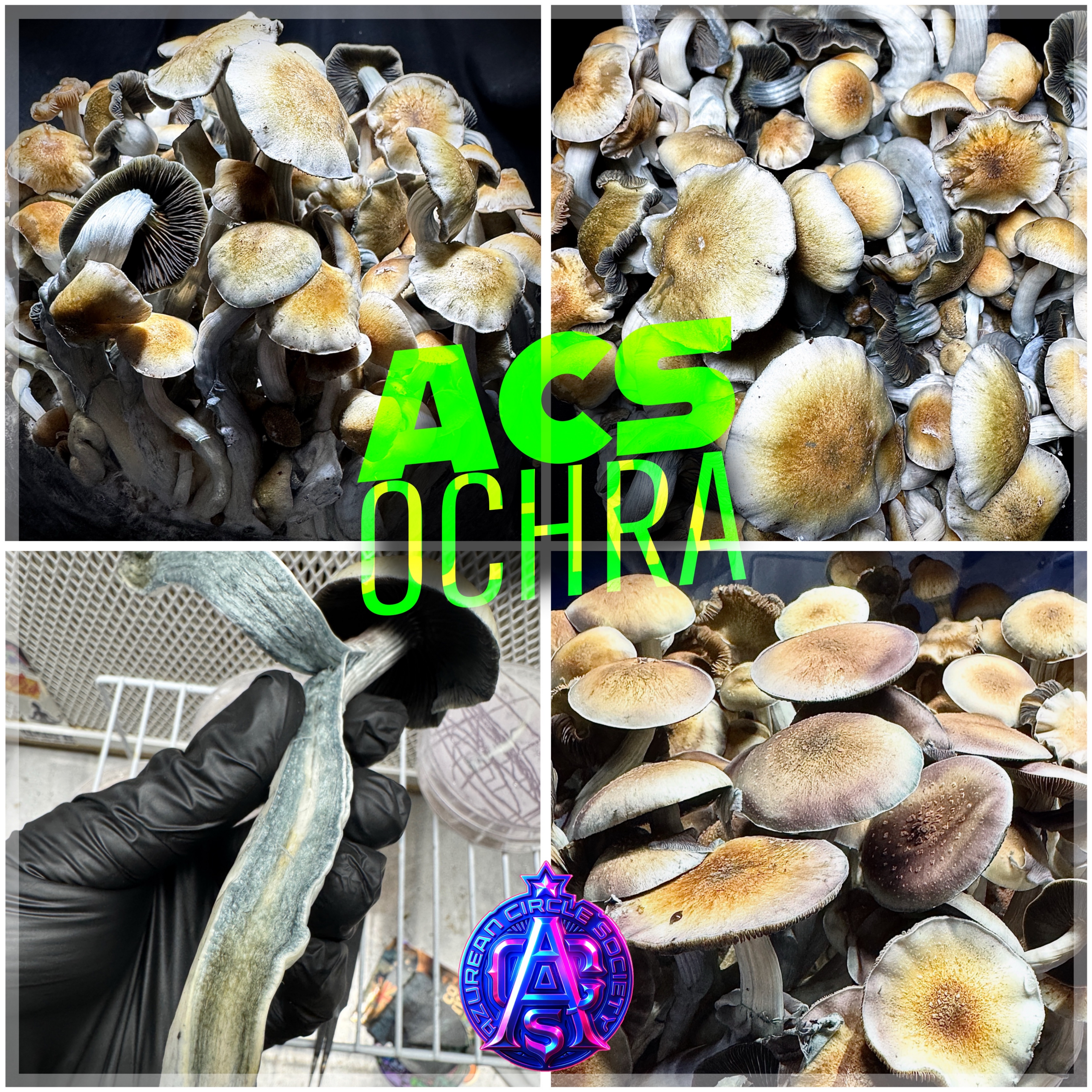 ACS Ochra - Colonised Plate 90mm