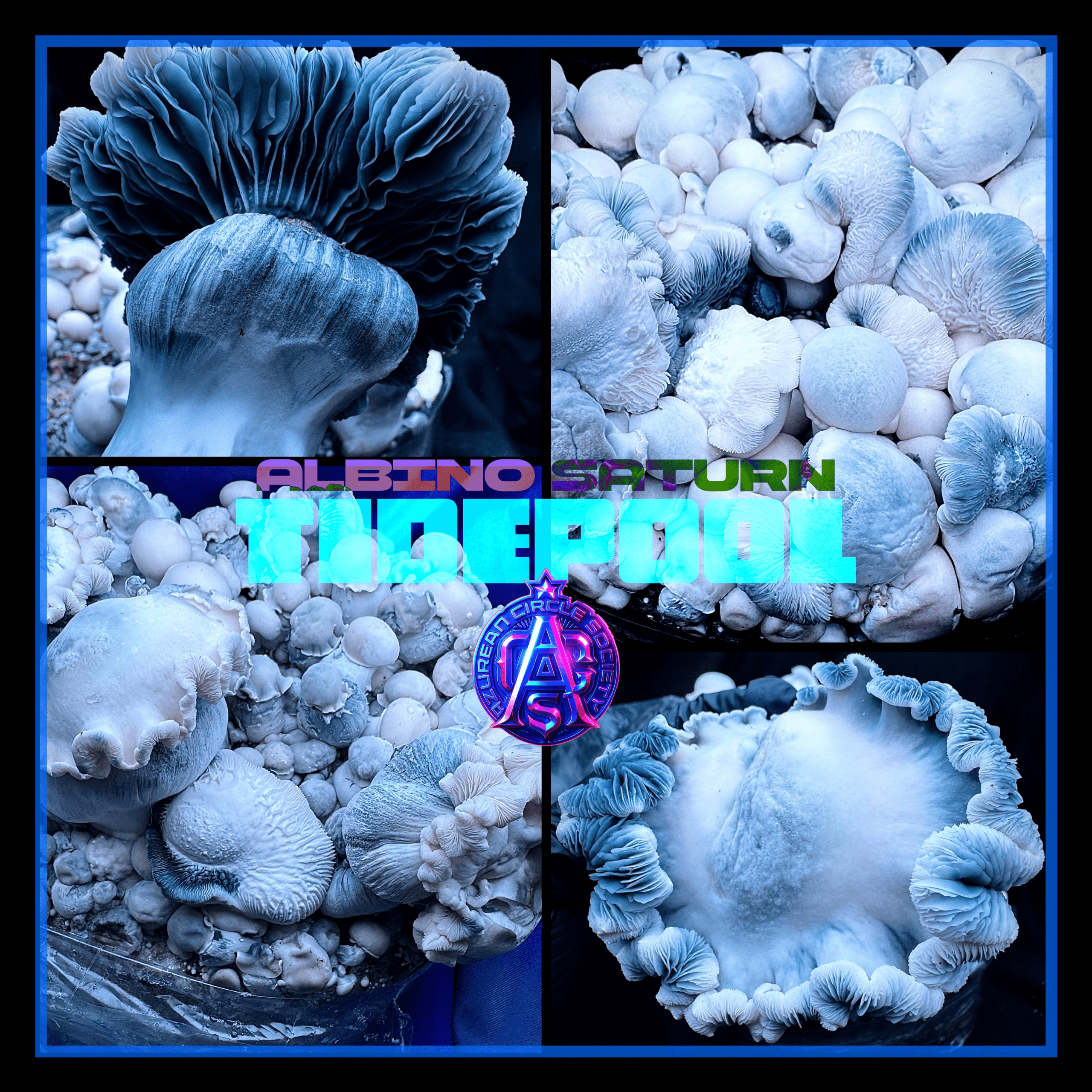 Albino Saturn Tidepool - Colonised Plate 90mm