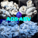 ABV by ACS - Isolated Spore Syringe 10ml