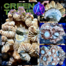 Green Toque by ACS - Colonised Plate 90mm
