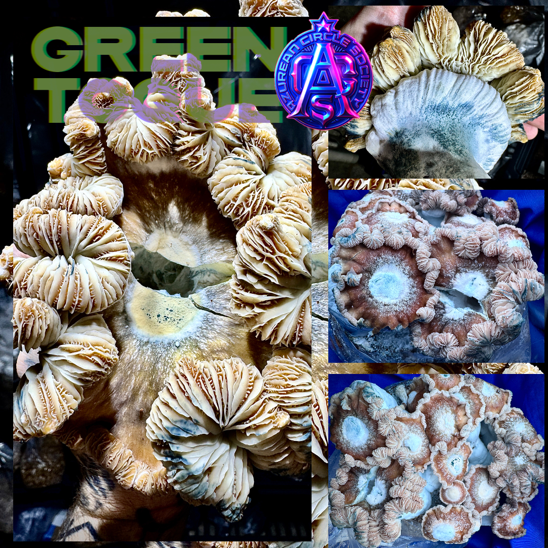 Green Toque by ACS - Colonised Plate 90mm