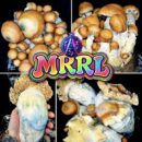 MRRL (Melmak Revert) - Colonised Plate 90mm
