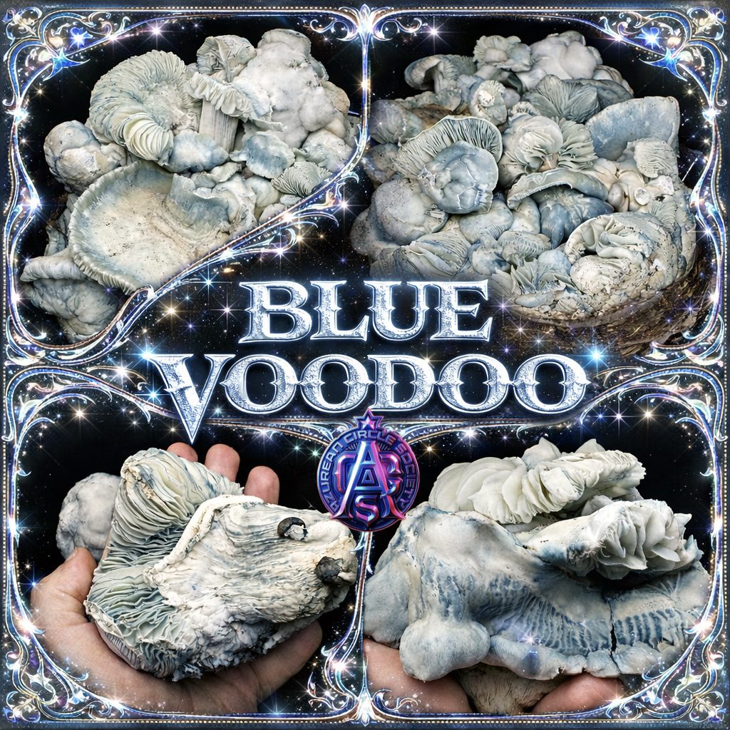 BLUE VOODOO - Colonised Plate 90mm
