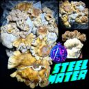 Steel Water by ACS - Isolated Spore Syringe 10ml